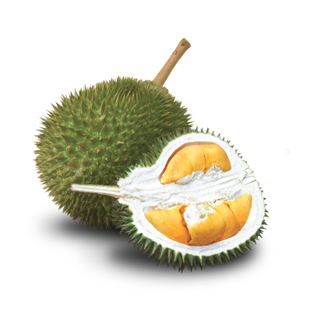 musang king 1